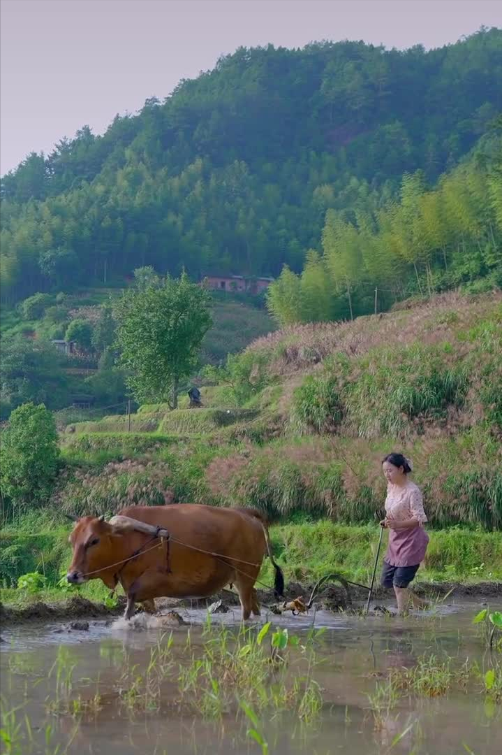 乡愁沈丹个人资料简介(从离异负债到带全村人致富，单亲妈妈如何完成蜕变？)