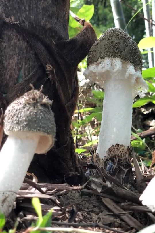 乡愁沈丹个人资料简介(从离异负债到带全村人致富，单亲妈妈如何完成蜕变？)