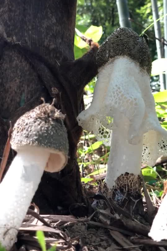 乡愁沈丹个人资料简介(从离异负债到带全村人致富，单亲妈妈如何完成蜕变？)