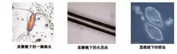 显微镜是谁发明的发明者是谁（显微镜的演化史）