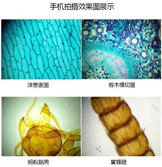 显微镜是谁发明的发明者是谁（显微镜的演化史）