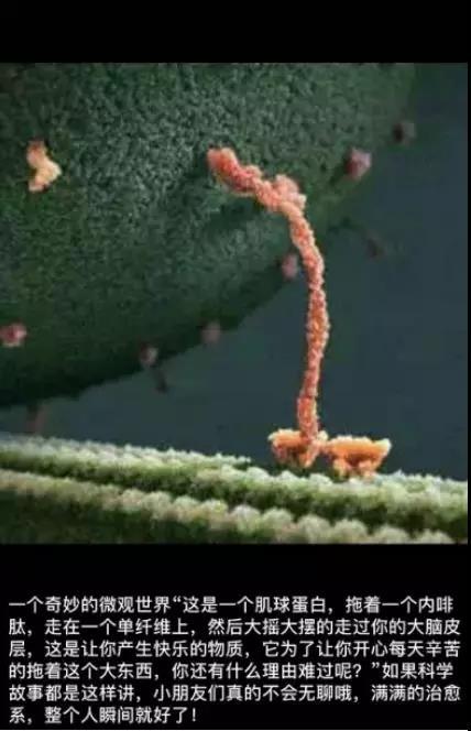 显微镜是谁发明的发明者是谁（显微镜的演化史）